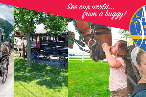 Permalink to: Aaron & Jessica’s Buggy Rides