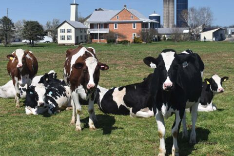 Permalink to: Eating Grass and Making Cream: Amish Dairy Milking Only Once Daily