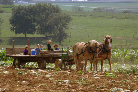 Permalink to: The Amish Way of Life Has its Risks