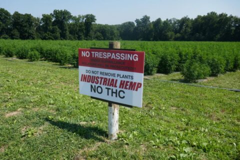 Permalink to: Is This The End of Hemp in Lancaster County?