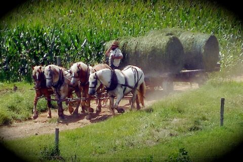 Permalink to: Amish Using ChatGPT?